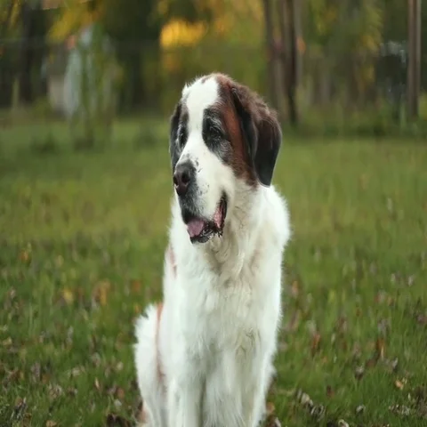Dog sitting in yard on fall day, video Stock Footage 69654529