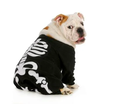 Dog skeleton Stock Photos