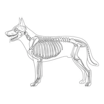 Dog skeleton veterinary vector illustration Stock Illustration