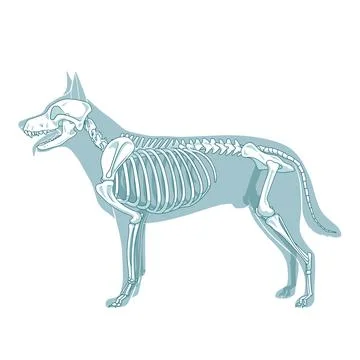 Dog skeleton veterinary vector illustration Stock Illustration