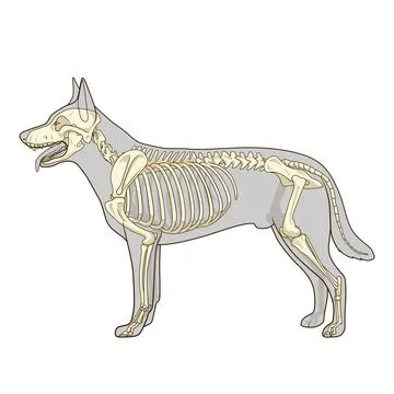 Dog skeleton veterinary vector illustration Stock Illustration