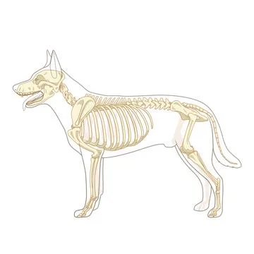 Dog skeleton veterinary vector illustration Stock Illustration