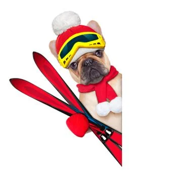 Dog ski winter Stock Photos