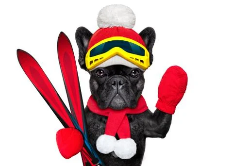 Dog ski winter Stock-Fotos
