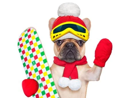 Dog ski winter Stock Photos