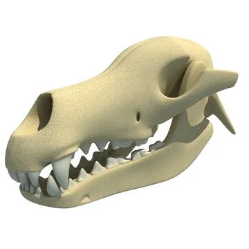 Dog Skull - Animal Skeletons ~ 3D Model #96469742 | Pond5