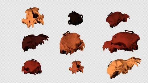 Dog Skull Animation Stock Footage 160188485