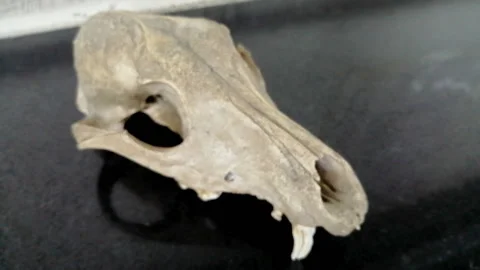 Dog Skull Stock Footage 172536989