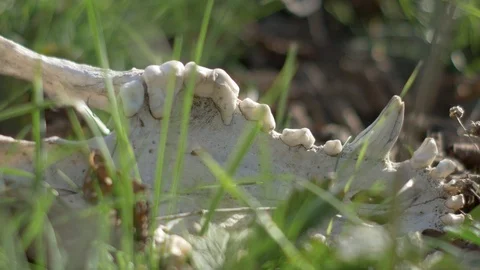 Dog skull in the grass Video stock 118448964