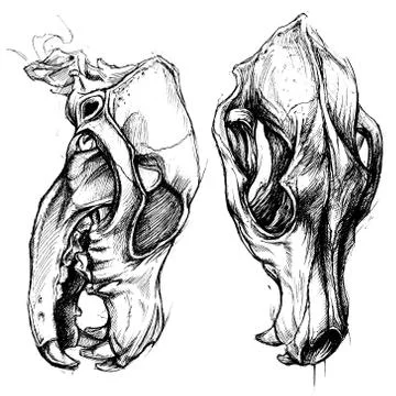 Dog Skull Stock-Illustration
