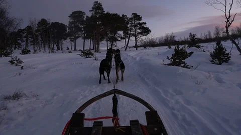 Dog Sled in Abisko Sweden Stock Footage