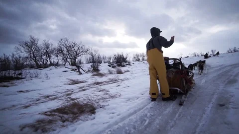 Dog sled dusk Stock Footage 89503805