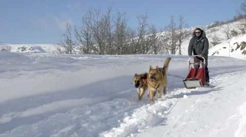 Dog sled Video stock 47931658