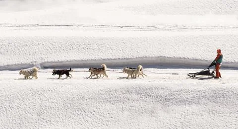 Dog sled 스톡 사진