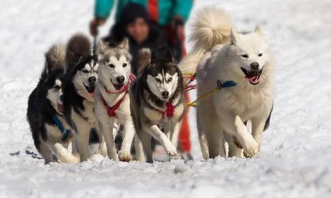 Dog sled 스톡 사진