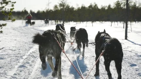 Dog Sled Pulled in Slow Motion by Pack of Huskies in Deep Winter Snow (HD) Vídeos de archivo 164135246