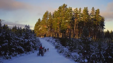 Dog sled team emerging through forest Stock Footage 102868030