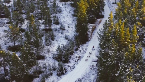 Dog sled team racing through forest. Aerial 4K Stock Footage 102863009