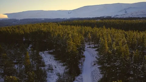 Dog sled team running through shaded forest at dawn. Aerial 4K Stock Footage 102864967