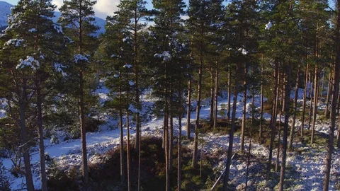 Dog sled team running through forest. Shot through trees. Aerial 4K Stock Footage 102866109