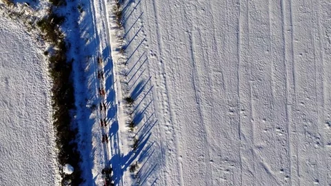 Dog sled team on snowy path in forest manifestation canine les sources 2024 Stock Footage 298736405