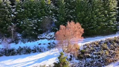 Dog sled team on snowy path in forest manifestation canine les sources 2024 Stock Footage 298742606