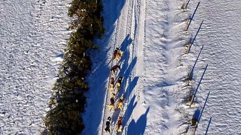 Dog sled team on snowy path in forest manifestation canine les sources 2024 Stock Footage 298752778