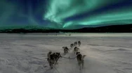 Dog Sledding In Alaska With Aurora Borealis Cinemagraph Stock Footage