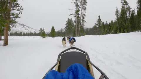 Dog sledding and racing through snowy mountains Stock Footage 269555883
