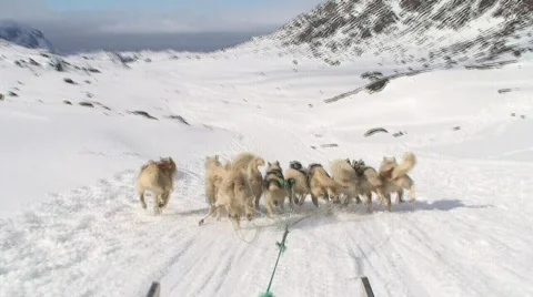 Dog sledding downhill Stock Footage 688190