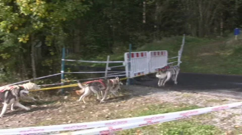 Dog Sledding Video stock 604623