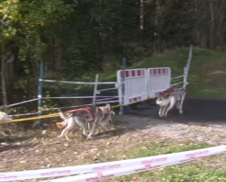Dog Sledding Stock Footage 1067390