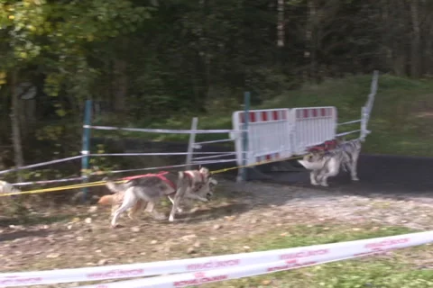 Dog Sledding Stock Footage 1067703