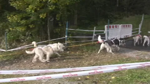 Dog Sledding Stock Footage 10775355