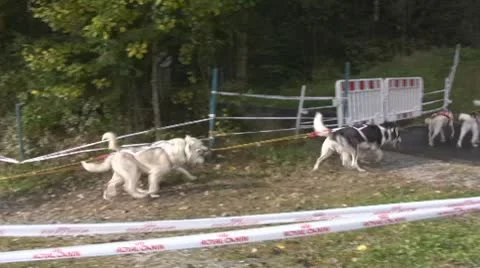 Dog Sledding Stock Footage 10794064