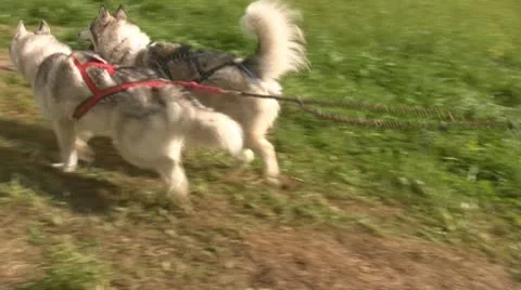 Dog Sledding Stock Footage 10794089