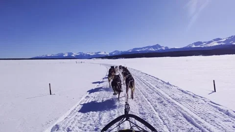 Dog Sledding Video stock 273801439