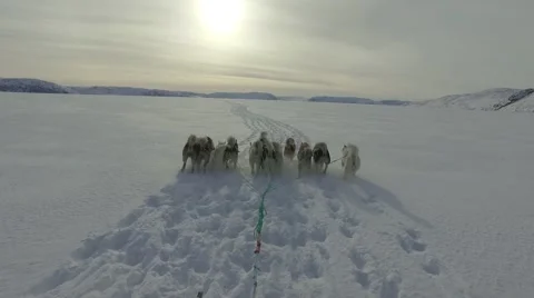 Dog Sledding on Ice Field Stock Footage 64295591