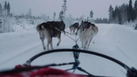 Dog sledding lapland during Stock Footage 75419176