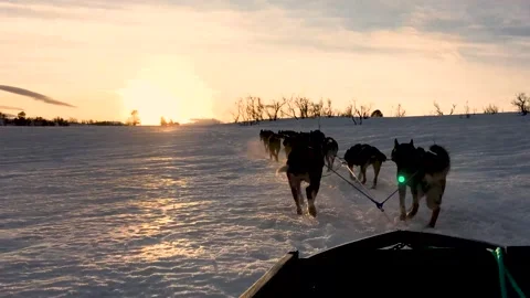 Dog sledding in norway at sunset Video stock 216040468