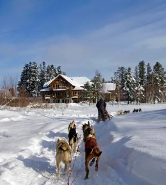Dog sledding Foto stock