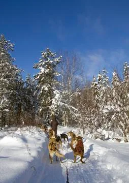 Dog sledding 스톡 사진