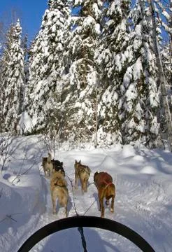 Dog sledding Foto stock