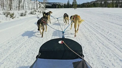 Dog sledding POV moves through a quiet snow covered wilderness as a harnessed Stock Footage 346771358