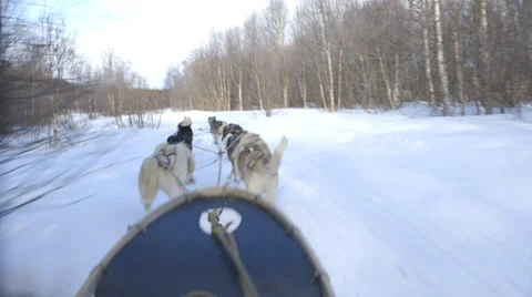 Dog Sledding Snow POV Action Adventure Winter Sport Stock Footage 37856473