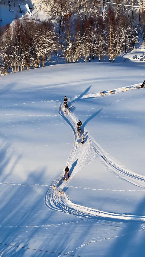 Dog sledding team racing across snowy landscape, Norway Stock Footage 345572108
