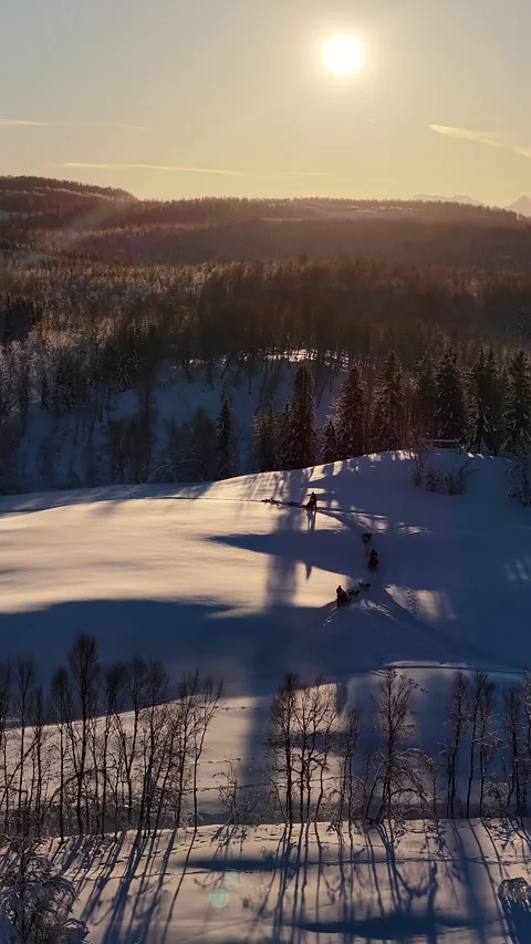 Dog sledding team riding through snowy landscape at sunset, Norway Stock Footage 345572692