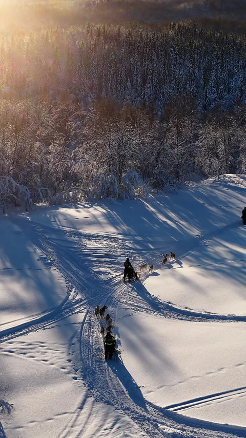 Dog sledding teams racing through a snowy forest at sunrise, Norway Stock Footage 345573354