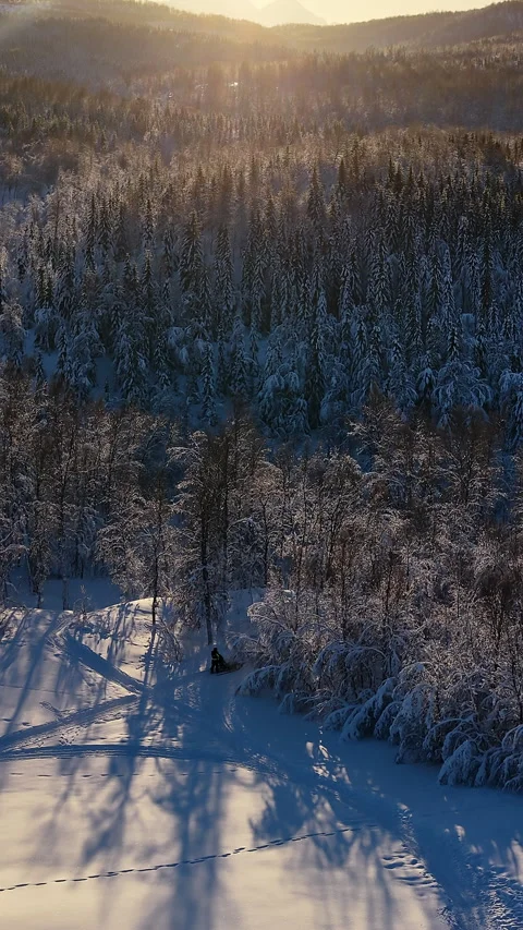 Dog sledding through a snowy forest at sunrise, Norway Stock Footage 345669542