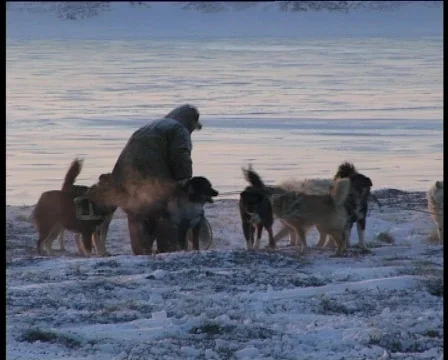 Dog sledge preparation Stock Footage 459329